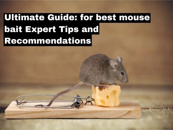 what is the best bait for mice